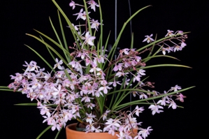 Holcoglossum Pink Jenny Profusion HCC/AOS 79 pts. plant